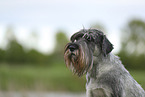 Standard Schnauzer