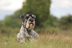 standard Schnauzer