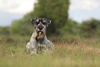 standard Schnauzer
