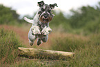 standard Schnauzer
