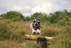 standard Schnauzer