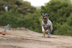 standard Schnauzer