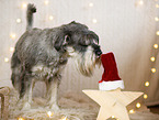Standard Schnauzer in christmas decoration