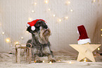 Standard Schnauzer in christmas decoration
