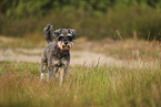Standard Schnauzer
