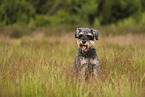 Standard Schnauzer