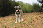 Standard Schnauzer