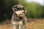 Standard Schnauzer