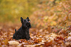 Scottish Terrier