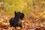 Scottish Terrier