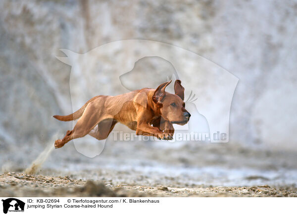 jumping Styrian Coarse-haired Hound / KB-02694