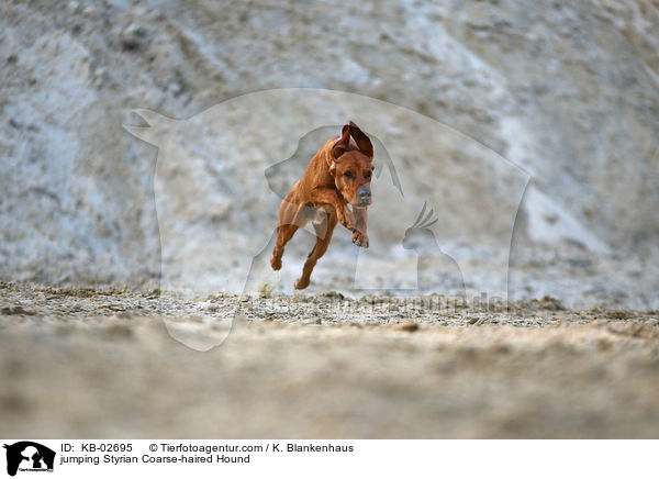 jumping Styrian Coarse-haired Hound / KB-02695