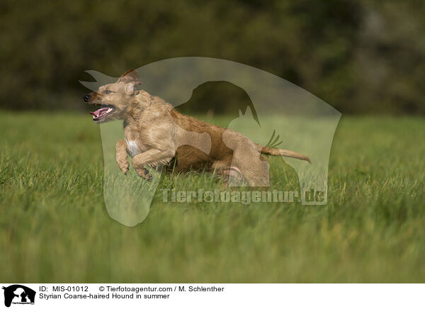 Steirische Rauhhaarbracke im Sommer / Styrian Coarse-haired Hound in summer / MIS-01012