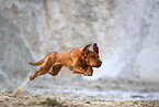 jumping Styrian Coarse-haired Hound