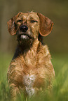 Styrian Coarse-haired Hound in summer