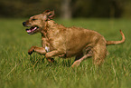 Styrian Coarse-haired Hound in summer