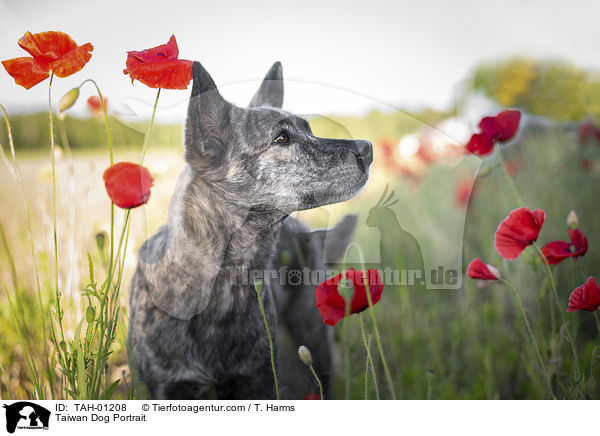 Taiwan Hund Portrait / Taiwan Dog Portrait / TAH-01208