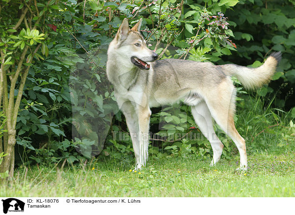 Tamaskan / KL-18076