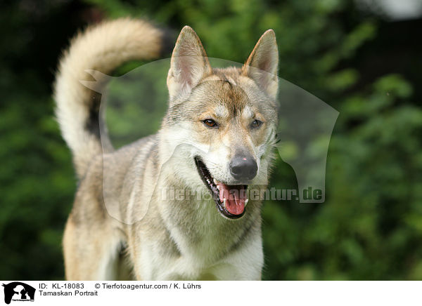 Tamaskan Portrait / KL-18083