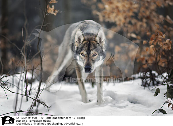 stehender Tamaskan / standing Tamaskan Husky / SEK-01508