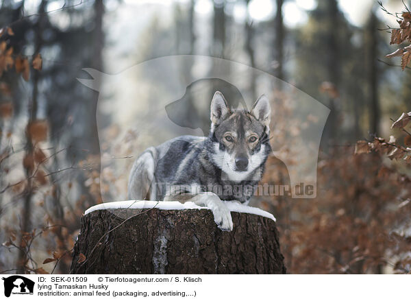 lying Tamaskan Husky / SEK-01509