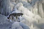 standing Tamaskan Husky