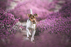 young Terrier Brasileiro