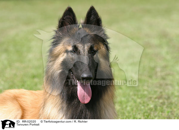 Tervuren Portrait / RR-02020