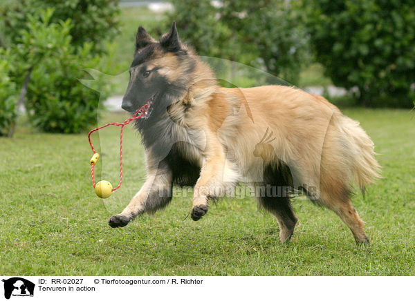 Tervueren in Bewegung / Tervuren in action / RR-02027