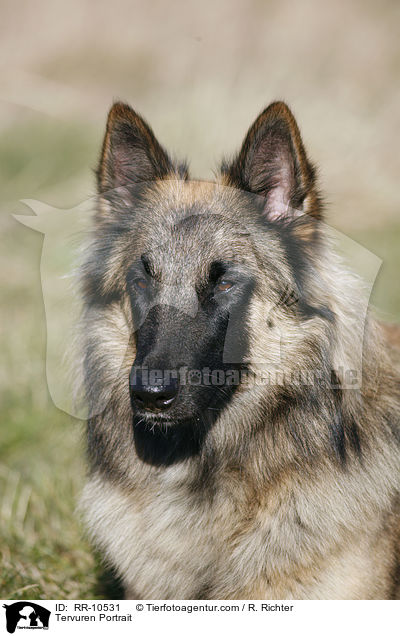 Tervueren Portrait / Tervuren Portrait / RR-10531