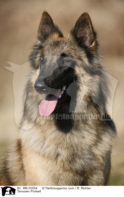 Tervueren Portrait / Tervuren Portrait / RR-10554