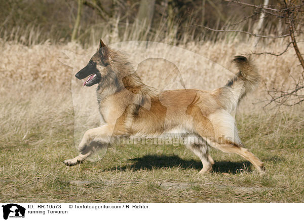rennender Tervueren / running Tervuren / RR-10573