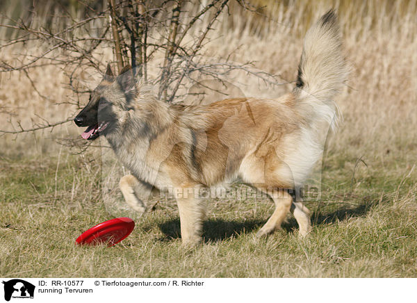 rennender Tervueren / running Tervuren / RR-10577