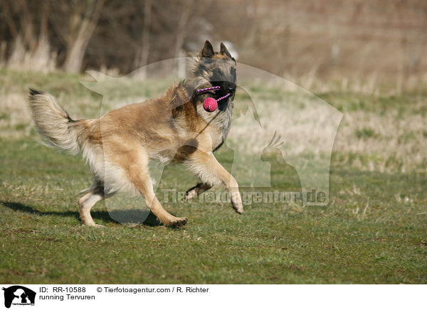 running Tervuren / RR-10588