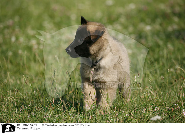 Tervueren Welpe / Tervuren Puppy / RR-15702