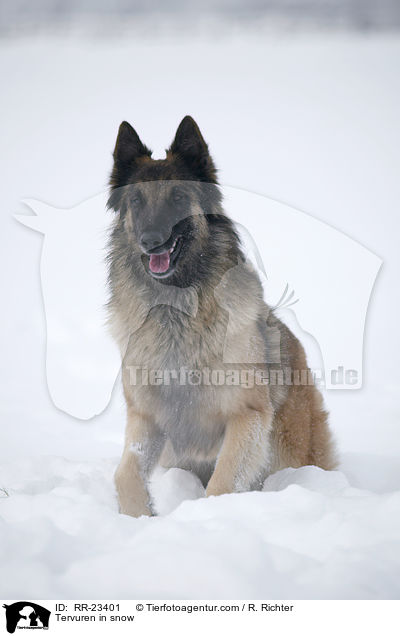 Tervueren im Schnee / Tervuren in snow / RR-23401