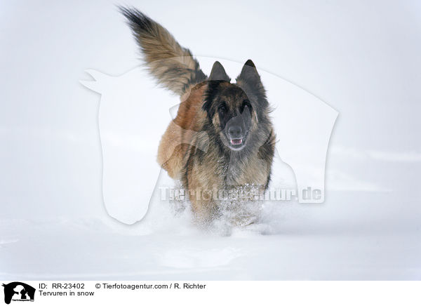 Tervueren im Schnee / Tervuren in snow / RR-23402