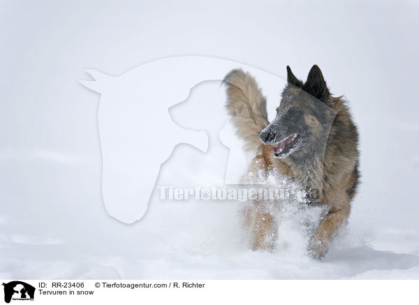 Tervueren im Schnee / Tervuren in snow / RR-23406