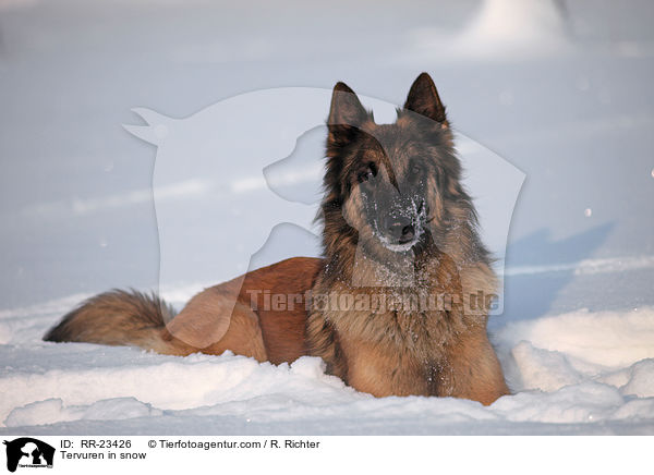 Tervueren im Schnee / Tervuren in snow / RR-23426