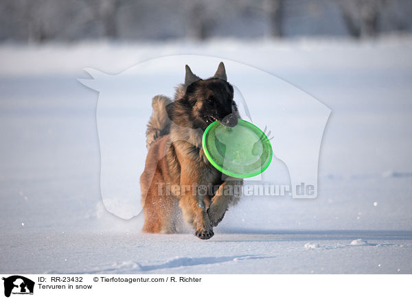 Tervueren im Schnee / Tervuren in snow / RR-23432