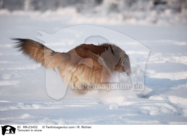 Tervueren im Schnee / Tervuren in snow / RR-23452