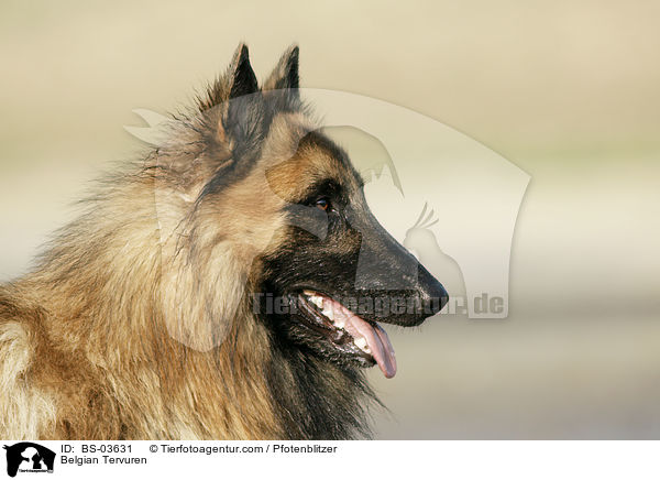 Belgian Tervuren / BS-03631