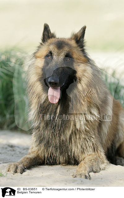 Belgian Tervuren / BS-03651