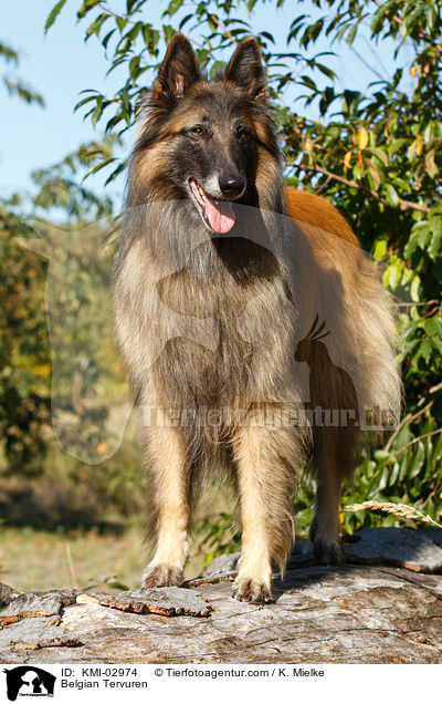 Belgian Tervuren / KMI-02974