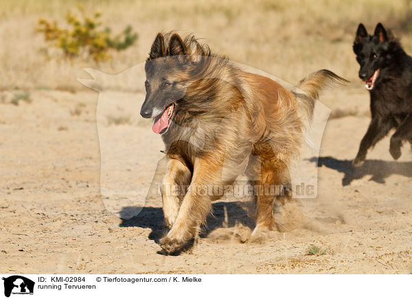 running Tervueren / KMI-02984