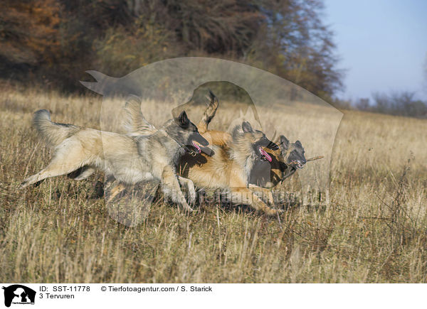 3 Tervueren / 3 Tervuren / SST-11778