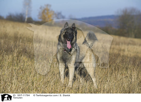 Tervuren / SST-11784
