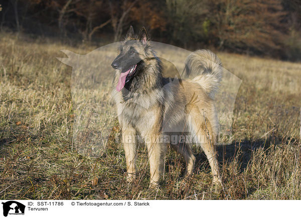 Tervueren / Tervuren / SST-11786