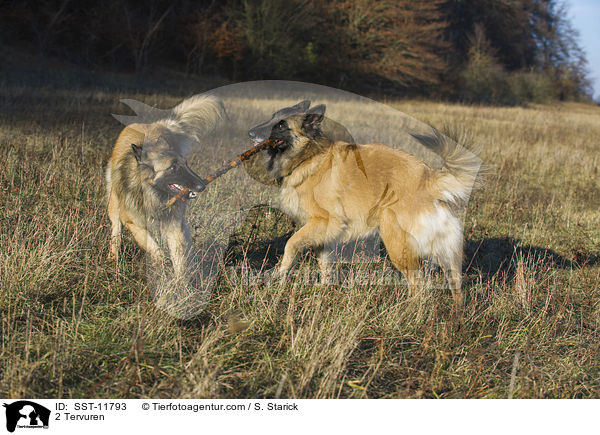 2 Tervueren / 2 Tervuren / SST-11793