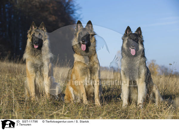 3 Tervueren / 3 Tervuren / SST-11796